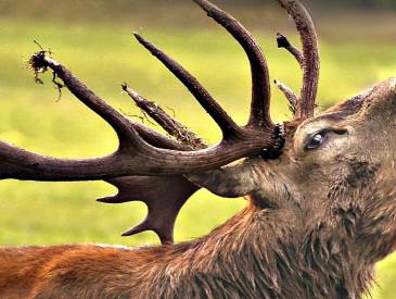 Hoffnung für Wildpark: Wildpark F3c84acb