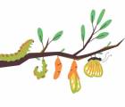 Vorlese- und Bastelspaß: Raupe Schmetterling A13aca7b