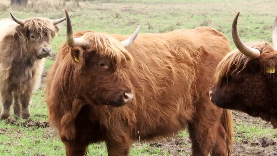 Zuwachs fürs Grüne Band: Naturschutz Clip 07427bea