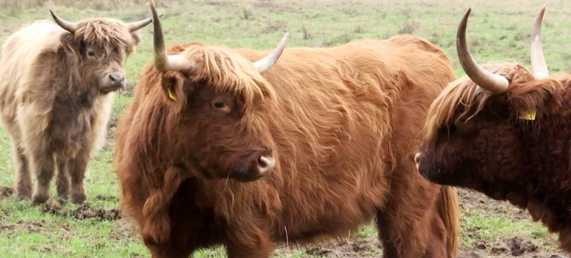 Zuwachs fürs Grüne Band: Naturschutz Clip 07427bea