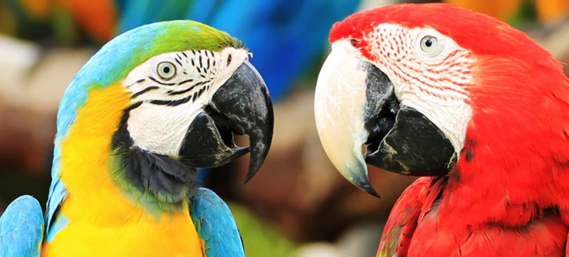 Lautstarke Piepshow: Rembiak Talk B6124f55